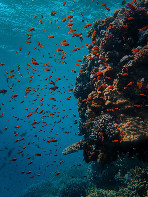 Havelock Reef