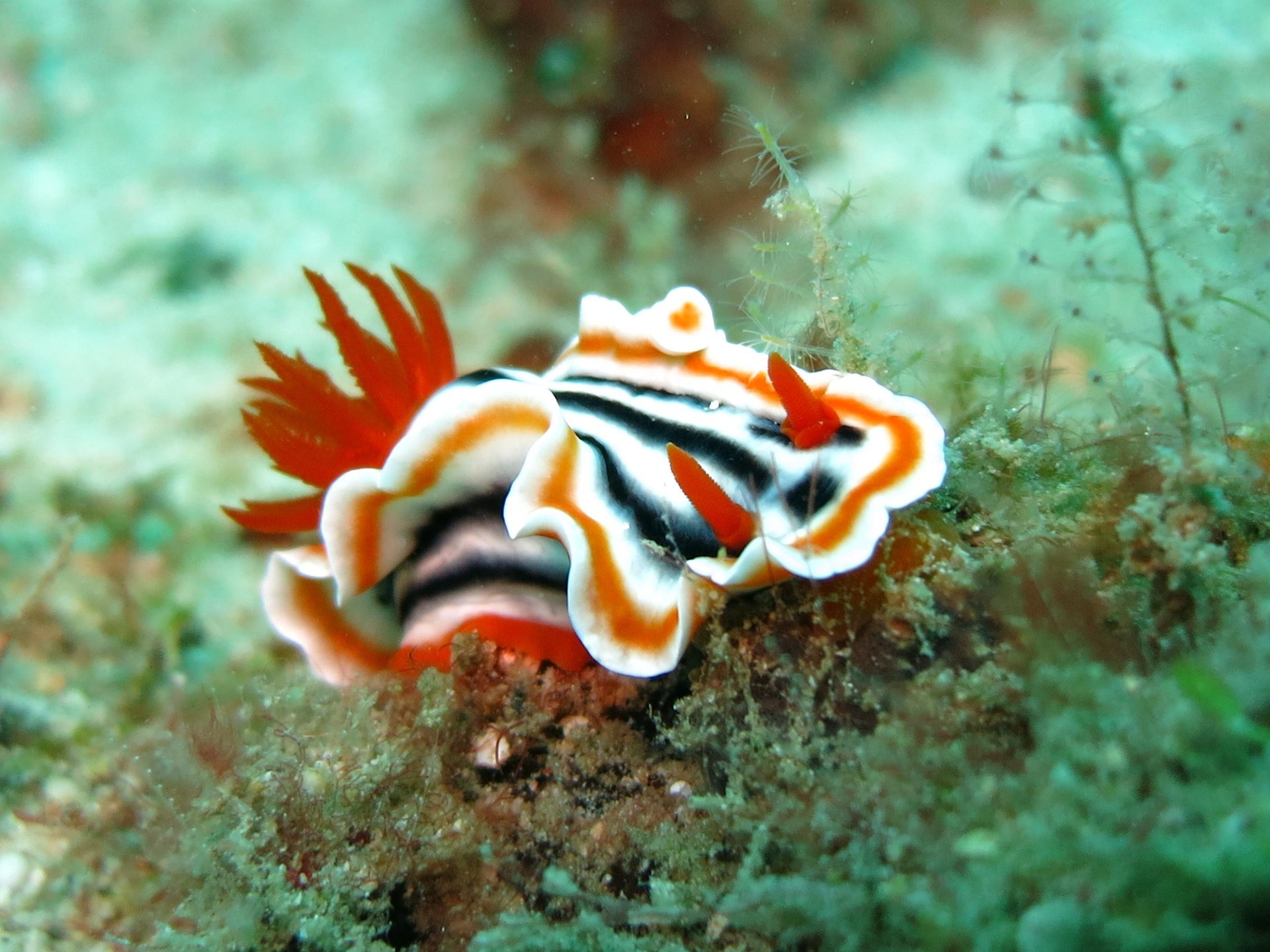 Scuba Andaman Macro